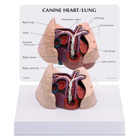 Anatomical Model-Canine Heart and Lung