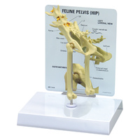 Anatomical Model-Feline Hip