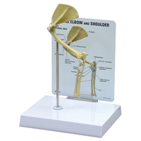 Anatomical Model-Feline Shoulder