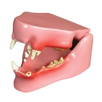 Anatomical Model-Feline Jaw 