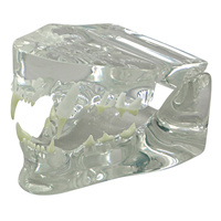 Anatomical Model-Clear Feline Jaw