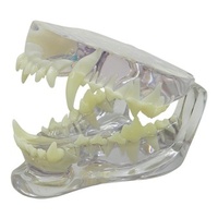 Anatomical Model-Clear Canine Jaw