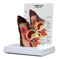 Anatomical Model-Canine Ear