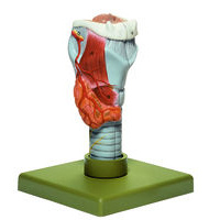 LARYNX