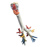 Larynx with Trachea