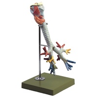 Larynx with Trachea and stand