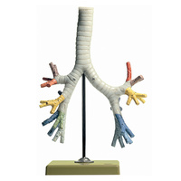 Bronchial Tree
