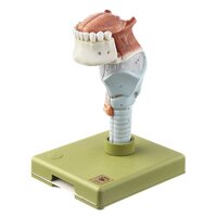Larynx with Tongue