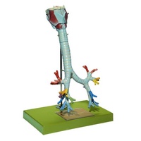 LARYNX W. TRACHEA 