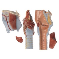 Larynx