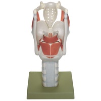 Functional Model of the Larynx