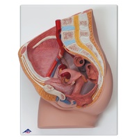 Anatomical Model about Female Pelvis