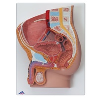 Anatomical Male Pelvis Model