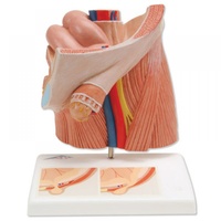 Anatomical Model- Inguinal Hernia Model
