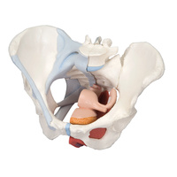 Anatomical Models about Female Pelvis with Ligaments Muscles and Organs