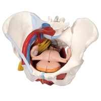 Anatomical Models of Female Pelvis with Ligaments, Vessels, Nerves, Pelvic Floor and Organs