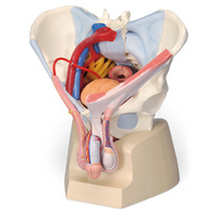 Male Pelvis (7 Parts)