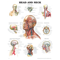 Anatomical Head & Neck Chart