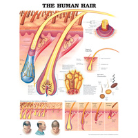Anatomical Chart- The Human Hair 