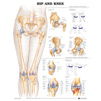 Anatomical Hip and Knee Chart