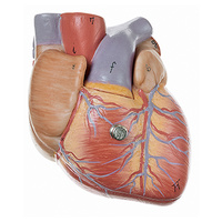 Heart, 3/4x (2pt)