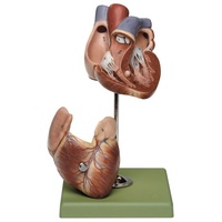 Heart, 3/4x