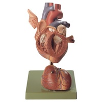 Heart, 2x