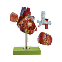 Heart
