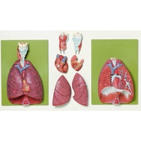 Lungs with Heart, Diaphragm and Larynx