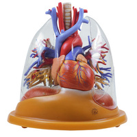 Heart â€“ Lung Table Model