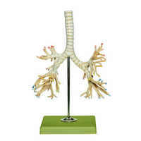 BRONCHIAL TREE