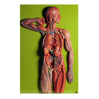 LYMPHATIC SYSTEM