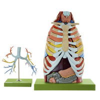 ANATOMY OF THETHORAX