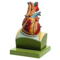 Heart on Diaphragm Base
