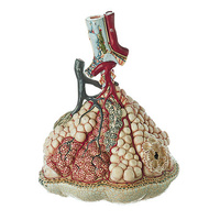 Lobule of the Lung