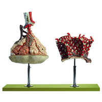 Lobule of the Lung with Additional Model Pulmonary Alveoli