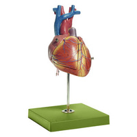 FETAL HEART