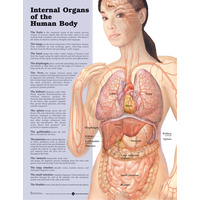 Anatomical Chart- Internal Organs of the Human Body