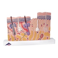 Anatomical Models for Desktop Skin Section