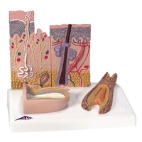 Anatomical Skin Section Model