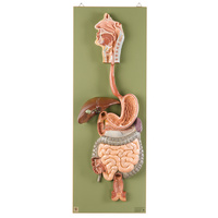 Digestive Tract (2pt)