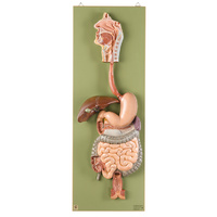 Digestive Tract (3pt)
