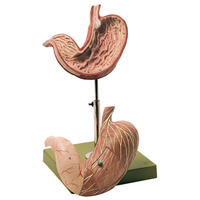 Stomach (2pt)