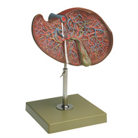 Liver and Gall Bladder