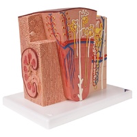 Anatomical Models of 3B MICROanatomy Kidney