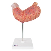 Anatomical Stomach Model
