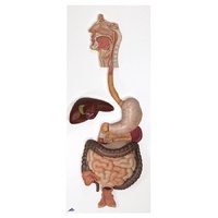 Anatomical Models to Learn about Digestive System