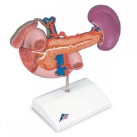 Anatomical Model- Rear Organs of the Upper Abdomen