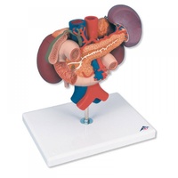 Anatomical Model- Kidneys with Rear Organs of the Upper Abdomen 3 Part