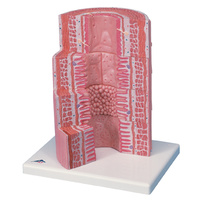 Anatomical Microanatomy Digestive System Model